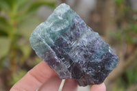 Natural Watermelon Fluorite Cobbed Specimens x 12 From Uis, Namibia