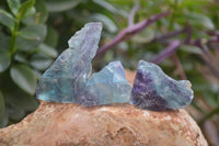 Natural Watermelon Fluorite Cobbed Specimens x 12 From Uis, Namibia