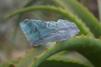 Natural Watermelon Fluorite Cobbed Specimens x 12 From Uis, Namibia