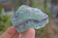 Natural Watermelon Fluorite Cobbed Specimens x 12 From Uis, Namibia