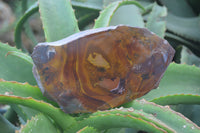 Polished On One Side Nguni Jasper Specimens x 2 From Prieska, South Africa