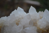 Natural Cactus Flower Spirit Quartz Cluster x 1 From Boekenhouthoek, South Africa