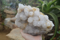 Natural Cactus Flower Spirit Quartz Cluster x 1 From Boekenhouthoek, South Africa