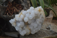 Natural Cactus Flower Spirit Quartz Cluster x 1 From Boekenhouthoek, South Africa