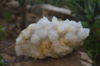 Natural Cactus Flower Spirit Quartz Cluster x 1 From Boekenhouthoek, South Africa