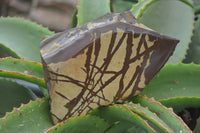 Polished On One Side Nguni Jasper Specimens x 2 From Prieska, South Africa