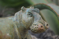 Polished Mixed Stone Hippo Carvings x 3 From Zimbabwe