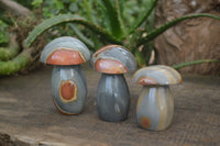 Polished Polychrome Jasper Mushrooms x 5 From Madagascar