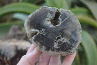 Polished Petrified Wood Branch Pieces x 2 From Gokwe, Zimbabwe