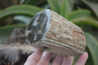 Polished Petrified Wood Branch Pieces x 2 From Gokwe, Zimbabwe