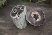 Polished Petrified Wood Branch Pieces x 2 From Gokwe, Zimbabwe