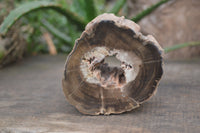 Polished Petrified Wood Branch Pieces x 2 From Gokwe, Zimbabwe