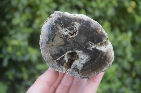 Polished Petrified Wood Branch Pieces x 2 From Gokwe, Zimbabwe