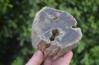 Polished Petrified Wood Branch Pieces x 2 From Gokwe, Zimbabwe