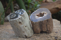 Polished Petrified Wood Branch Pieces x 2 From Gokwe, Zimbabwe