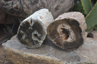 Polished Petrified Wood Branch Pieces x 2 From Gokwe, Zimbabwe