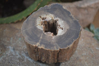 Polished Petrified Wood Branch Pieces x 2 From Gokwe, Zimbabwe