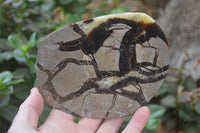 Polished Septerye Slices x 5 From Mahajanga, Madagascar