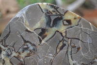 Polished Septerye Slices x 5 From Mahajanga, Madagascar