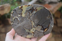 Polished Septerye Slices x 5 From Mahajanga, Madagascar