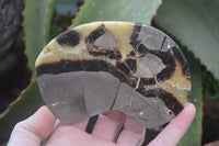 Polished Septerye Slices x 5 From Mahajanga, Madagascar