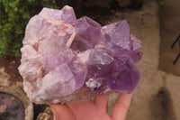 Natural Jacaranda Amethyst Clusters x 2 From Zambia