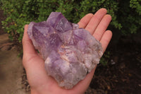 Natural Jacaranda Amethyst Clusters x 2 From Zambia