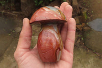 Polished Polychrome Jasper Mushrooms x 5 From Madagascar