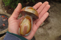 Polished Polychrome Jasper Mushrooms x 5 From Madagascar