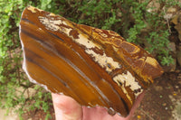 Polished On One Side Nguni Jasper Specimen x 1 From Prieska, South Africa