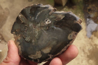 Polished Petrified Wood Slices x 6 From Gokwe, Zimbabwe