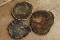 Polished Petrified Wood Slices x 6 From Gokwe, Zimbabwe