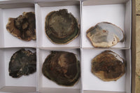 Polished Petrified Wood Slices x 6 From Gokwe, Zimbabwe