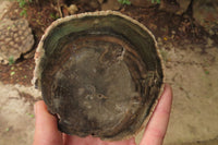 Polished Petrified Wood Slices x 6 From Gokwe, Zimbabwe