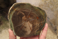 Polished Petrified Wood Slices x 6 From Gokwe, Zimbabwe