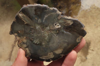 Polished Petrified Wood Slices x 6 From Gokwe, Zimbabwe