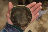 Polished Petrified Wood Slices x 6 From Gokwe, Zimbabwe