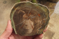 Polished Petrified Wood Slices x 6 From Gokwe, Zimbabwe