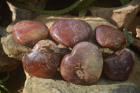 Polished Red Podocarpus Petrified Wood Hearts x 6 From Mahajanga, Madagascar