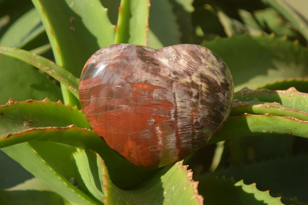 Polished Red Podocarpus Petrified Wood Hearts x 6 From Mahajanga, Madagascar