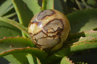 Polished Septerye Spheres x 4 From Mahajanga, Madagascar