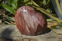 Polished Podocarpus Petrified Wood Hearts x 2 From Mahajanga, Madagascar