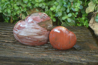 Polished Podocarpus Petrified Wood Hearts x 2 From Mahajanga, Madagascar