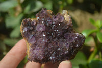 Natural Amethystos Amethyst Plates x 5 From Kwaggafontein, South Africa