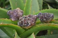 Natural Amethystos Amethyst Clusters x 37 From Kwaggafontein, South Africa