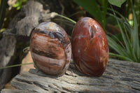 Polished Podocarpus Petrified Wood Standing Free Forms x 2 From Mahajanga, Madagascar