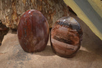 Polished Podocarpus Petrified Wood Standing Free Forms x 2 From Mahajanga, Madagascar