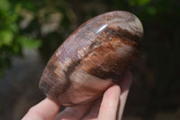 Polished Podocarpus Petrified Wood Standing Free Forms x 2 From Mahajanga, Madagascar