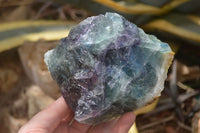 Natural Watermelon Fluorite Cobbed Specimens x 3 From Uis, Namibia