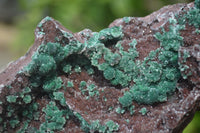 Natural Ball Malachite On Red Dolomite Matrix Specimen x 1 From Likasi, Congo